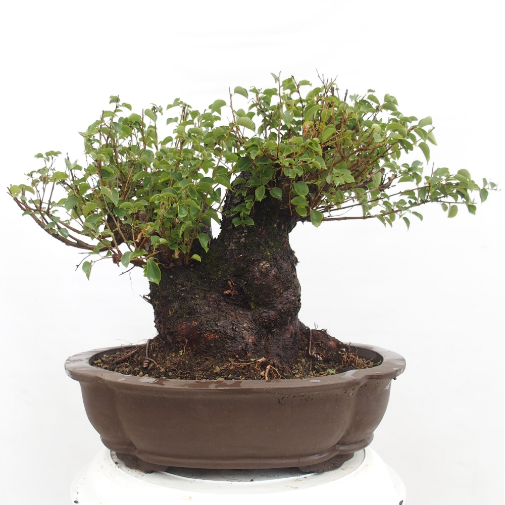 Outdoor bonsai - Mahalebka - Prunus mahaleb