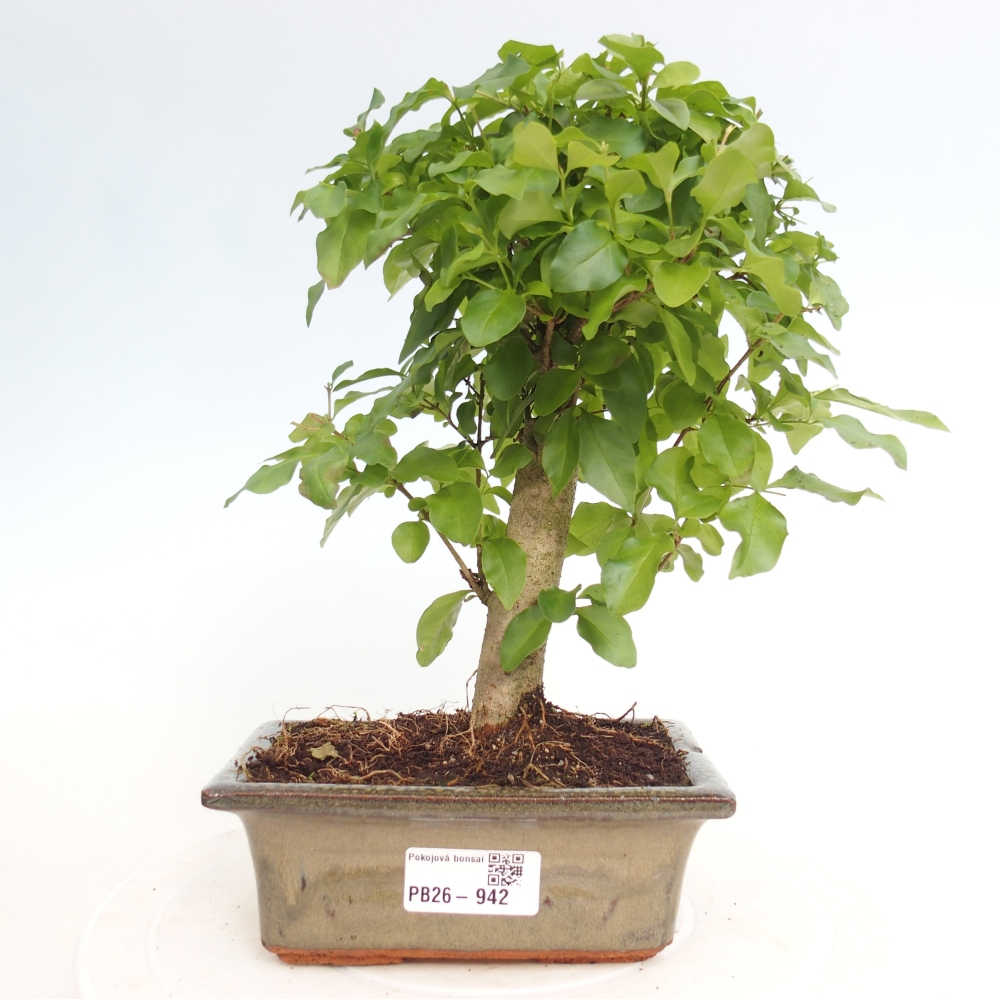 Room bonsai -Ligustrum chinensis - Birds Beak