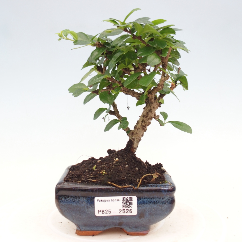 Indoor bonsai - Carmona macrophylla - Fuki tea