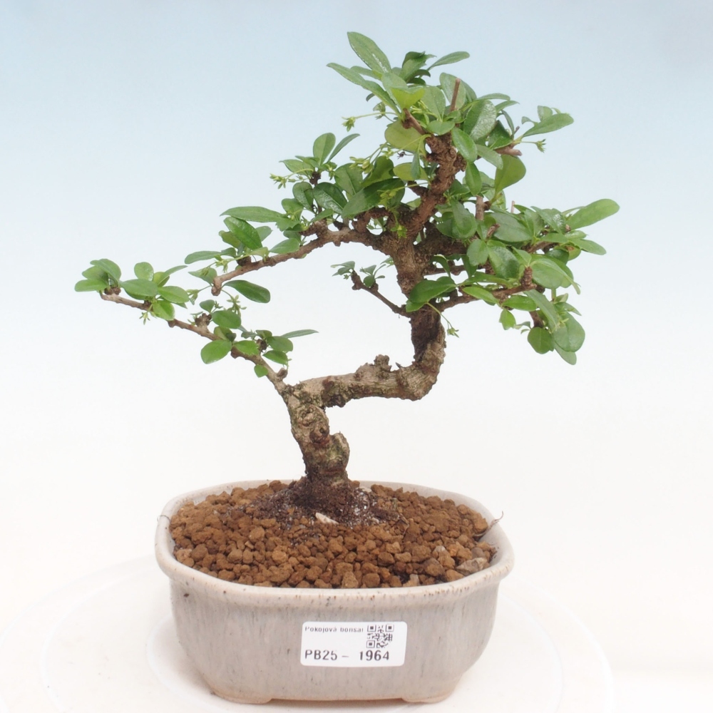 Indoor bonsai - Carmona macrophylla - Fuki tea