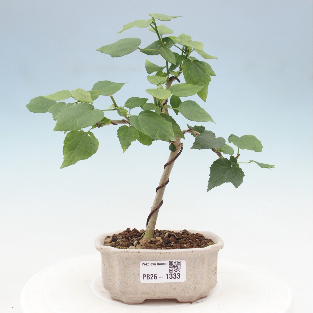 Indoor bonsai - Malvaviscus arboreus