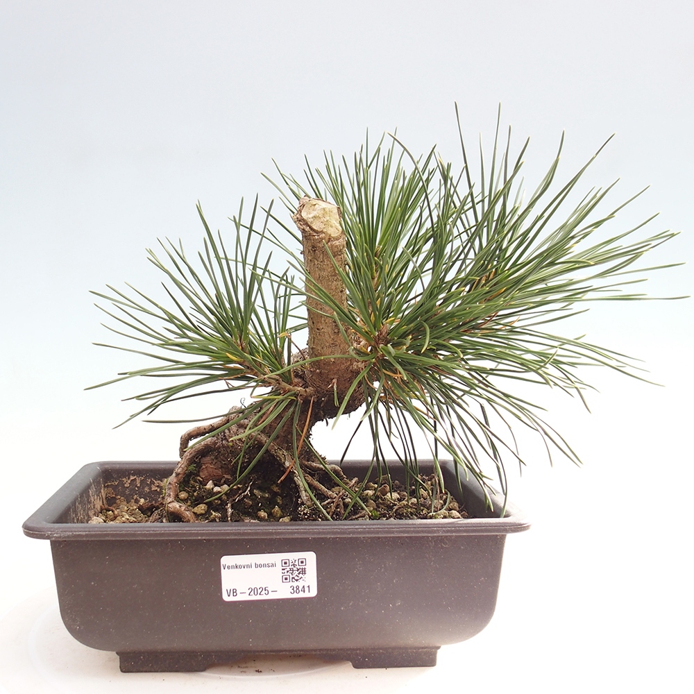 Outdoor bonsai - Pinus thunbergii - Thunberg pine
