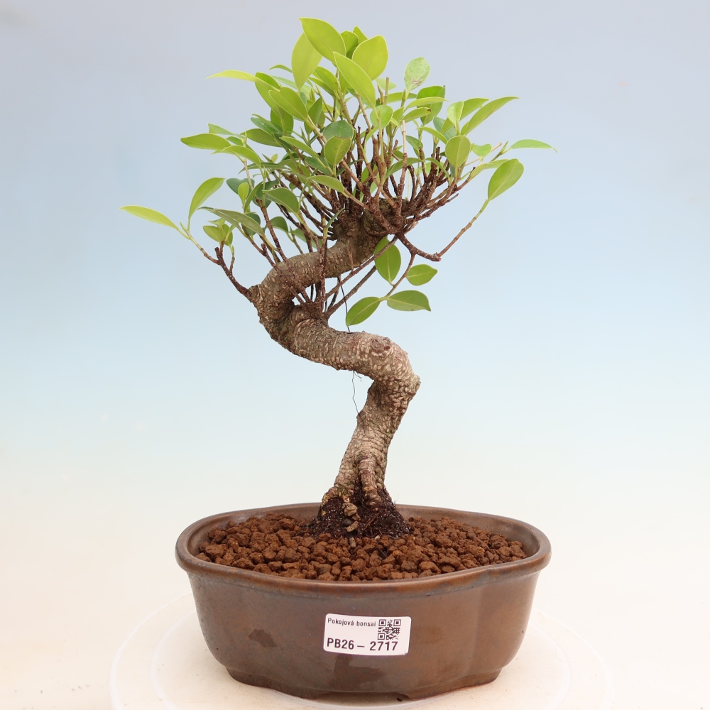 Room bonsai - Ficus kimmen - small-leaved ficus
