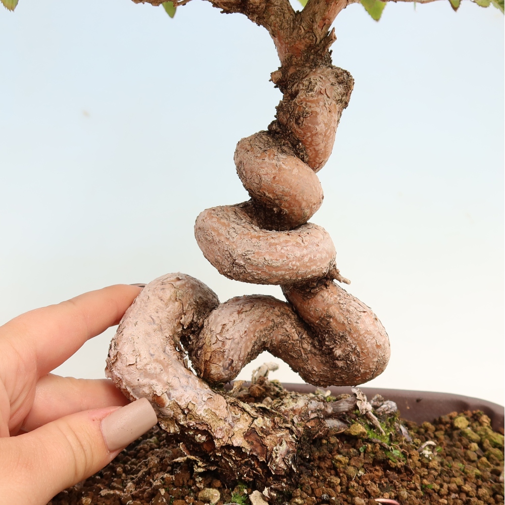 Outdoor bonsai -Carpinus CARPINOIDES - Korean Hornbeam