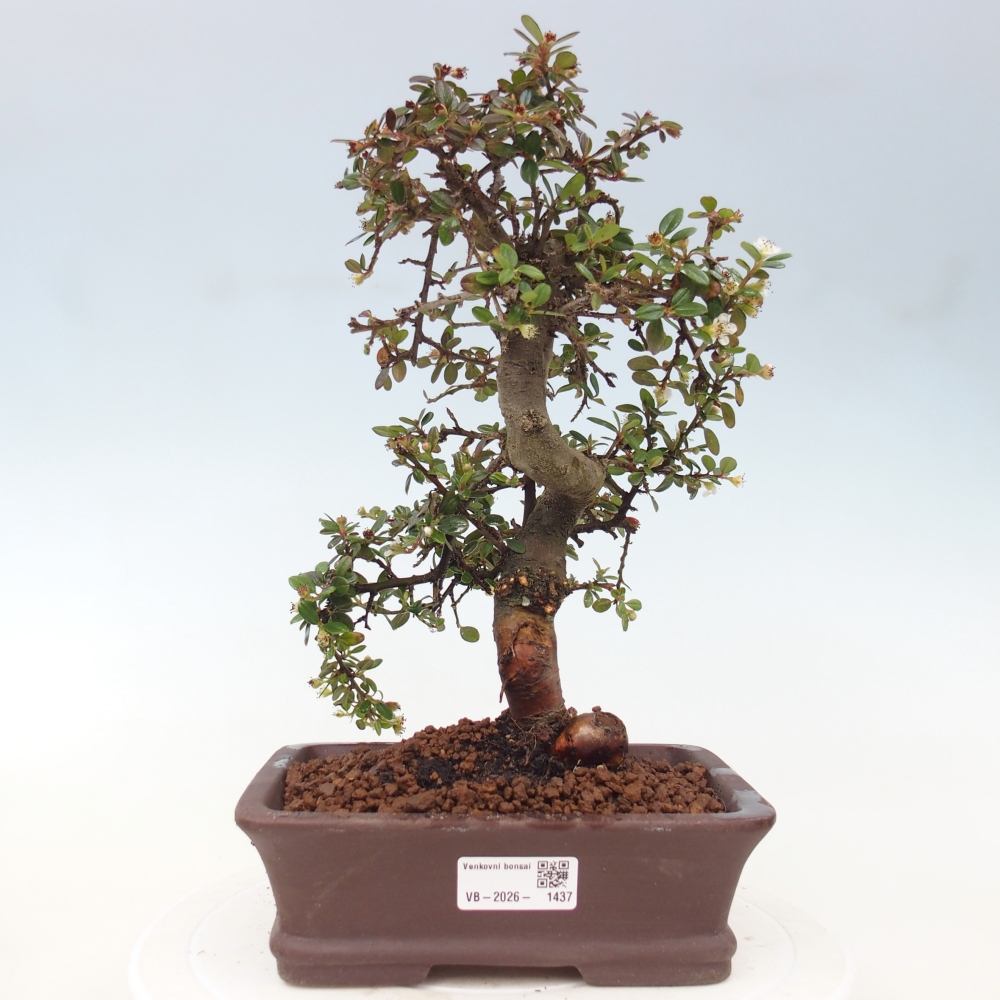 Outdoor bonsai-Cotoneaster dammeri - Damer's Rock