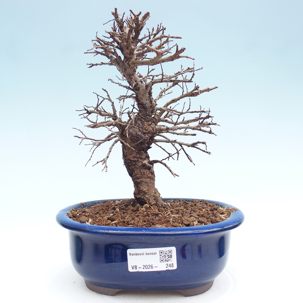 Outdoor bonsai - Zelkova - Zelkova NIRE