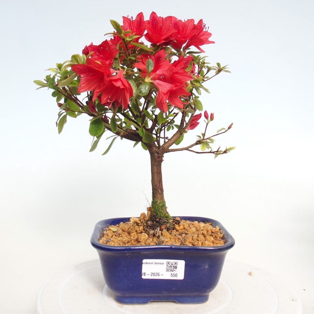 Outdoor bonsai - Japanese azalea - Azalea sp.