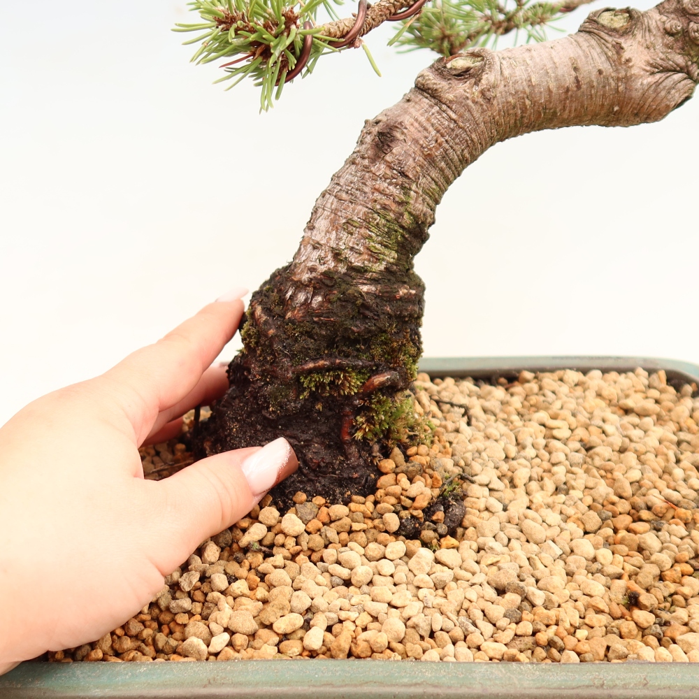 Outdoor Bonsai - Pinus mugo Humpy  - Mountain Pine