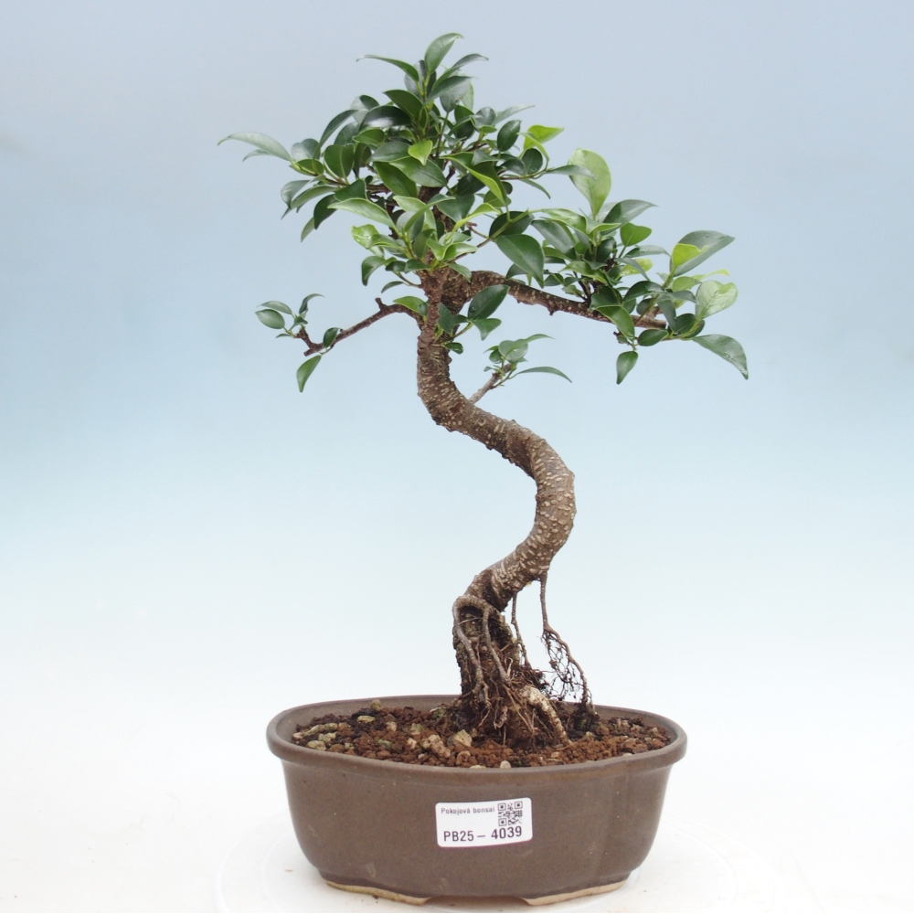 Room bonsai - Ficus retusa - small-leaved ficus