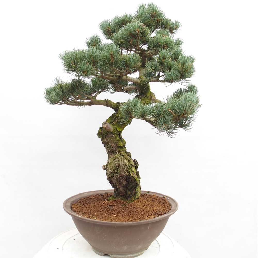 Outdoor bonsai - Pinus parviflora - Small pine tree