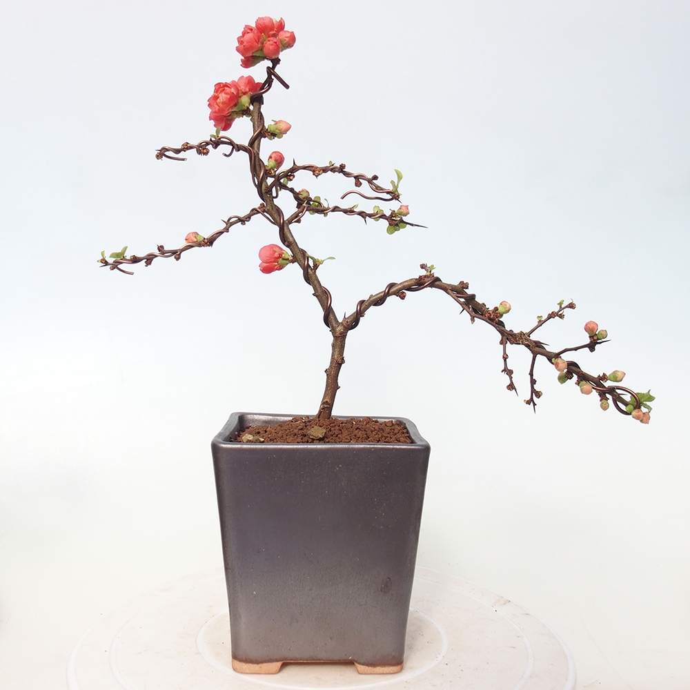 Outdoor bonsai - Chaneomeles s. Red Joy - Quince