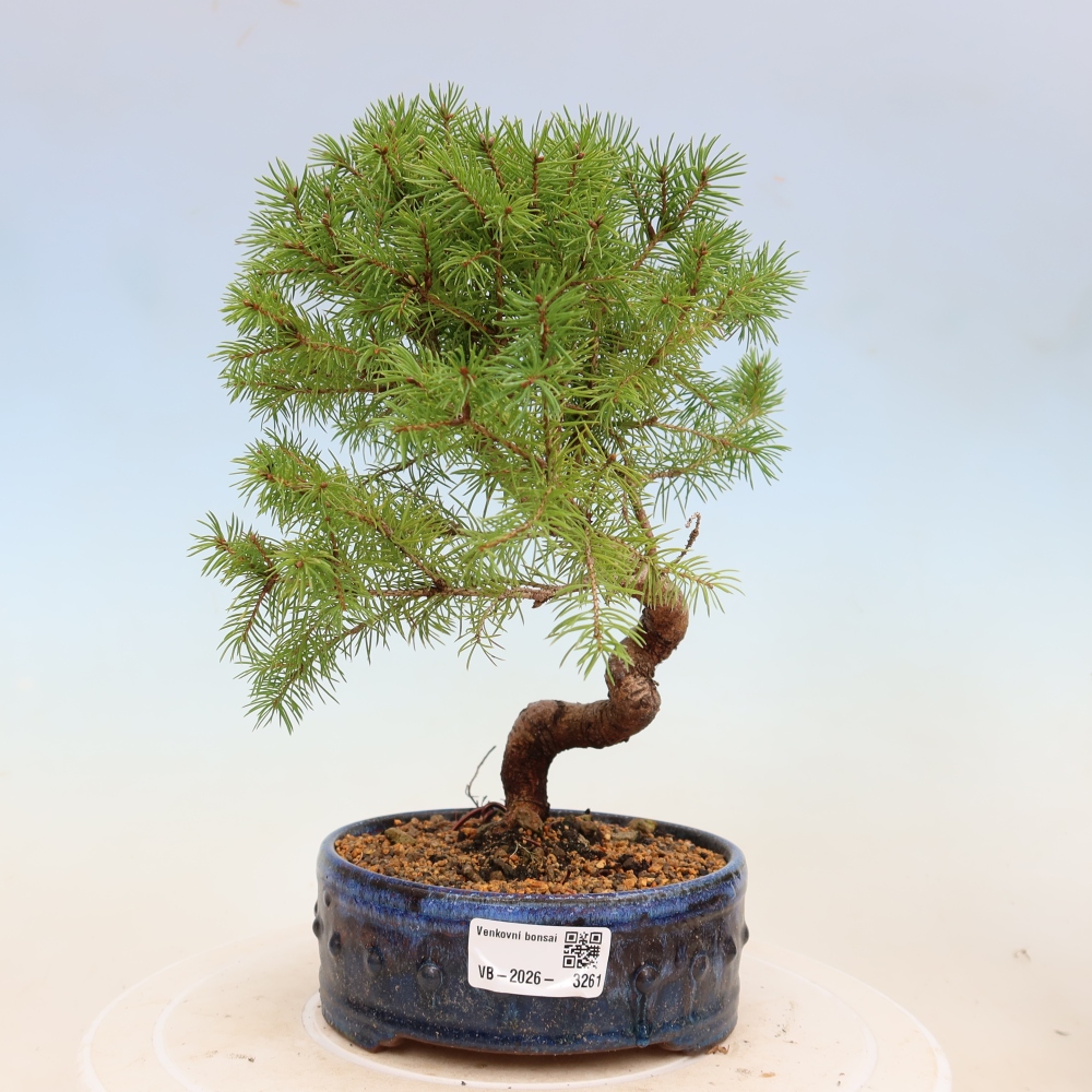 Outdoor bonsai - Spruce - Picea glauca globe