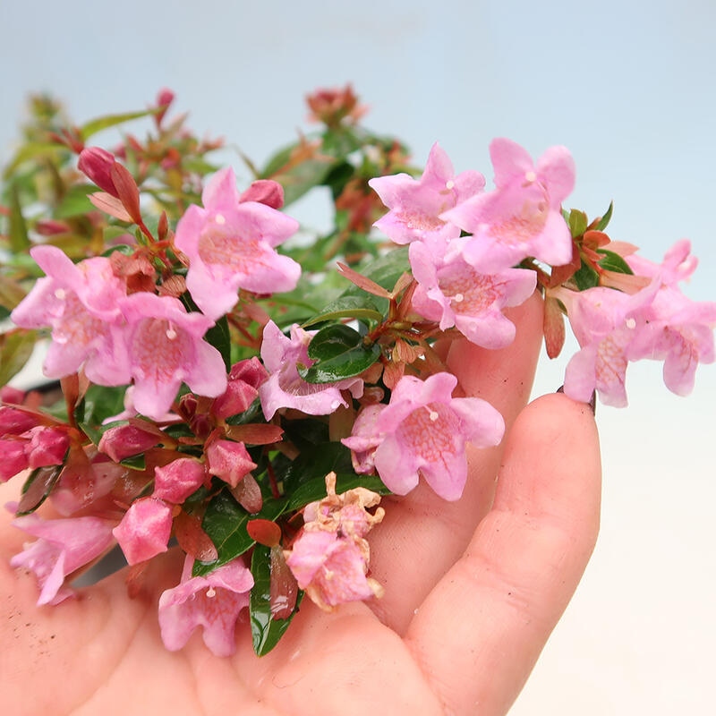 Outdoor bonsai - Abelia Grandiflora - Abelia grandiflora