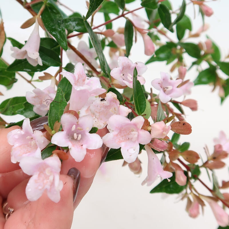 Outdoor bonsai - Abelia Grandiflora - Abelia grandiflora