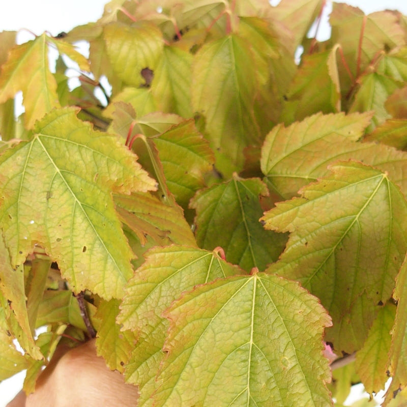 Outdoor bonsai - Acer ginala - Fiery maple