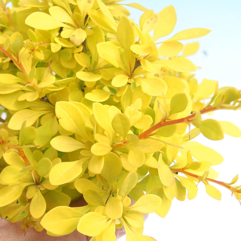 Outdoor bonsai - Berberis thunbergii - Barberry