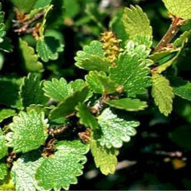 Outdoor bonsai - dwarf birch - Betula NANA Treasure