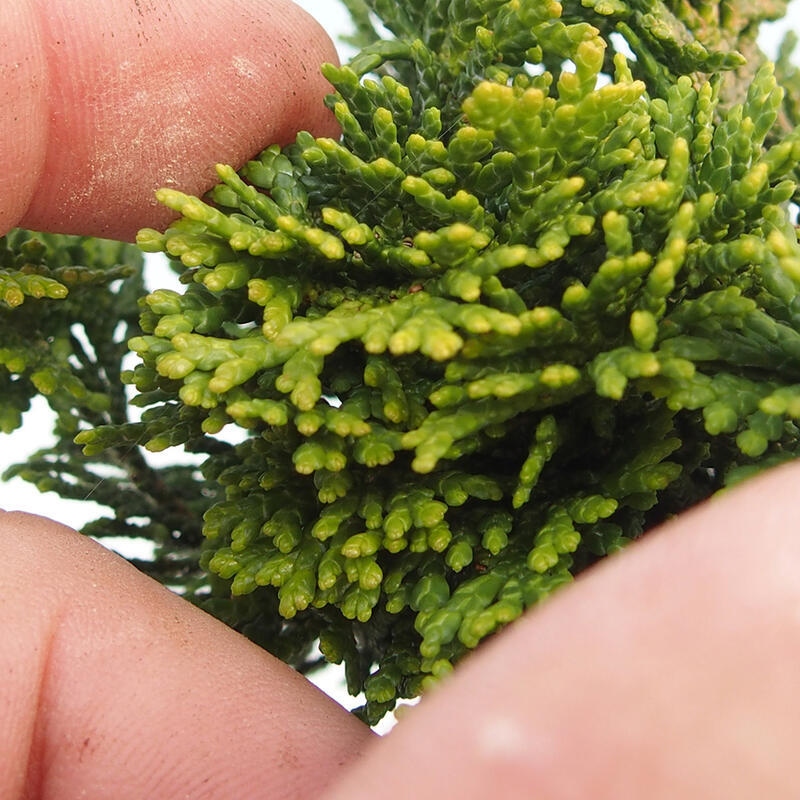 Outdoor bonsai - Cham.pis obtusa Nana Gracilis - Cypress