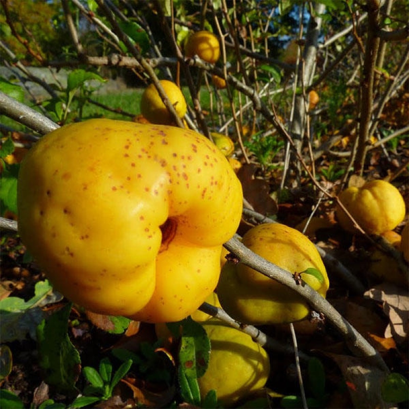 Outdoor bonsai - Chaenomeles with. Red Joy - Quince