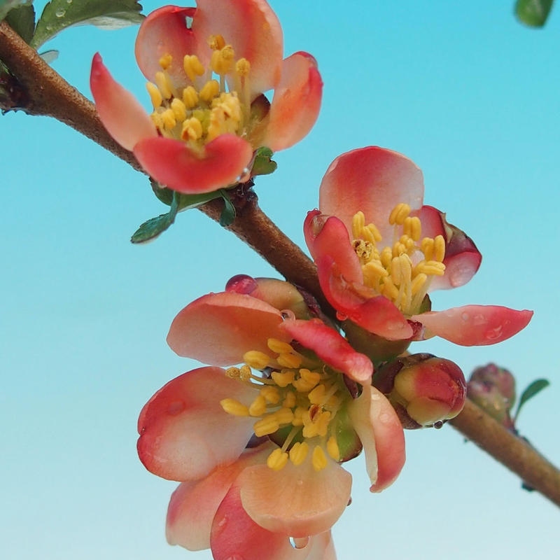 Outdoor bonsai - Chaenomeles with. Red Joy - Quince