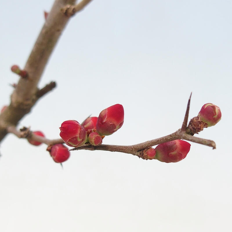 Outdoor bonsai - Chaneomeles sup. Nicoline - Quince