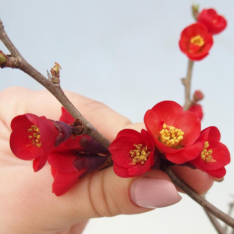 Outdoor bonsai - Chaneomeles sup. Nicoline - Quince