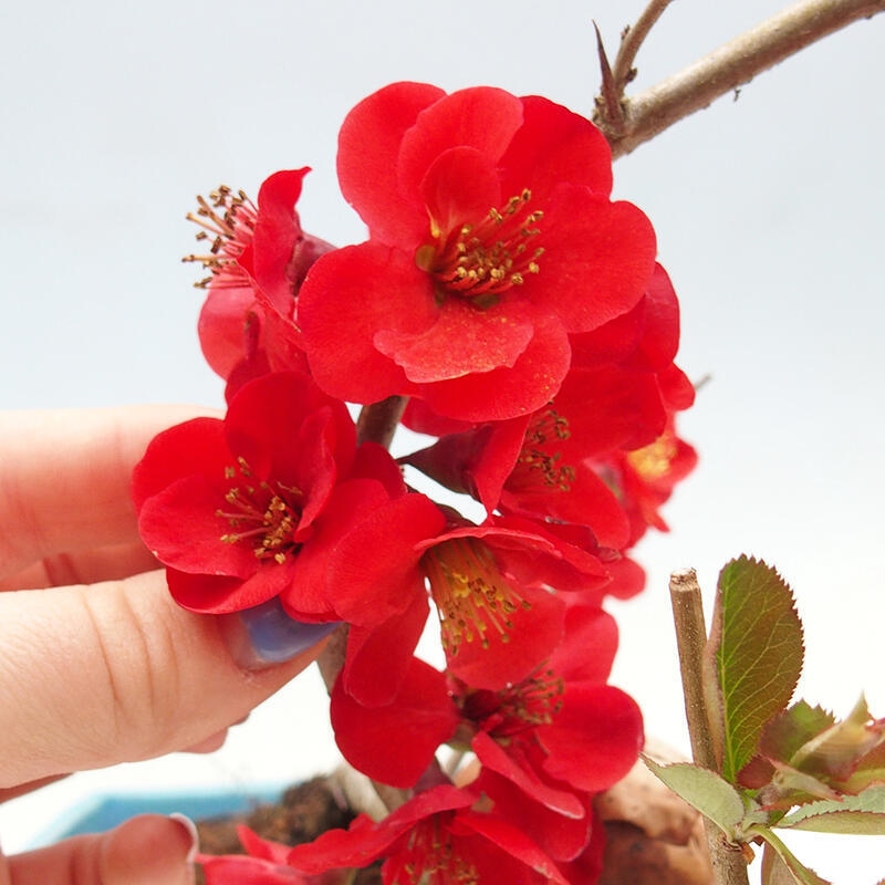 Outdoor bonsai - Chaneomeles sup. Nicoline - Quince