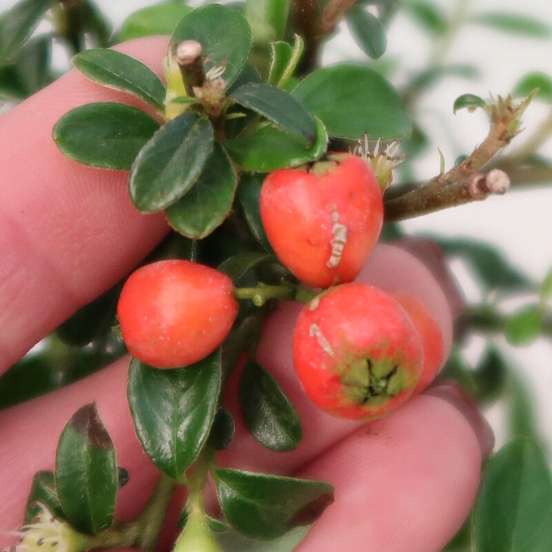 Outdoor bonsai-Cotoneaster dammeri - Rock Damer