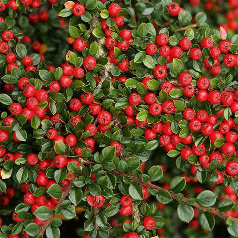 Outdoor bonsai - Cotoneaster horizontalis - Rock tree