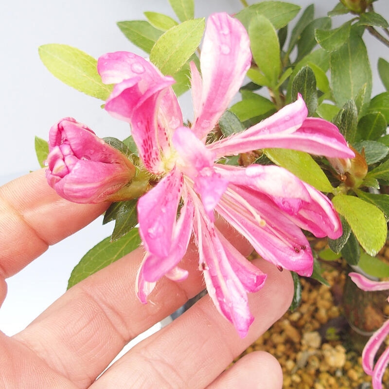 Outdoor bonsai - Japanese Azalea - Azalea HANABIN