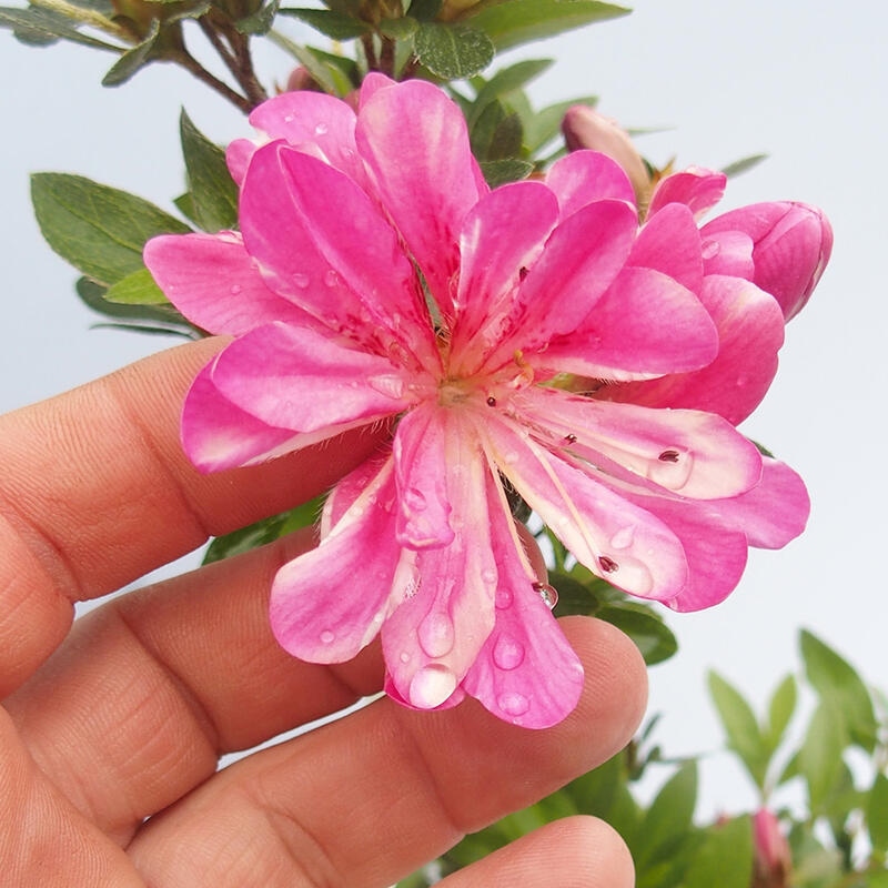 Outdoor bonsai - Japanese Azalea - Azalea HANABIN