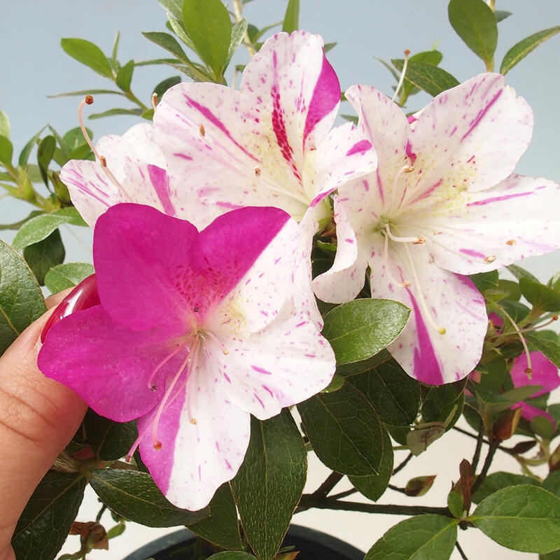 Outdoor bonsai - Japanese azalea - Azalea Kaminoyamakirin