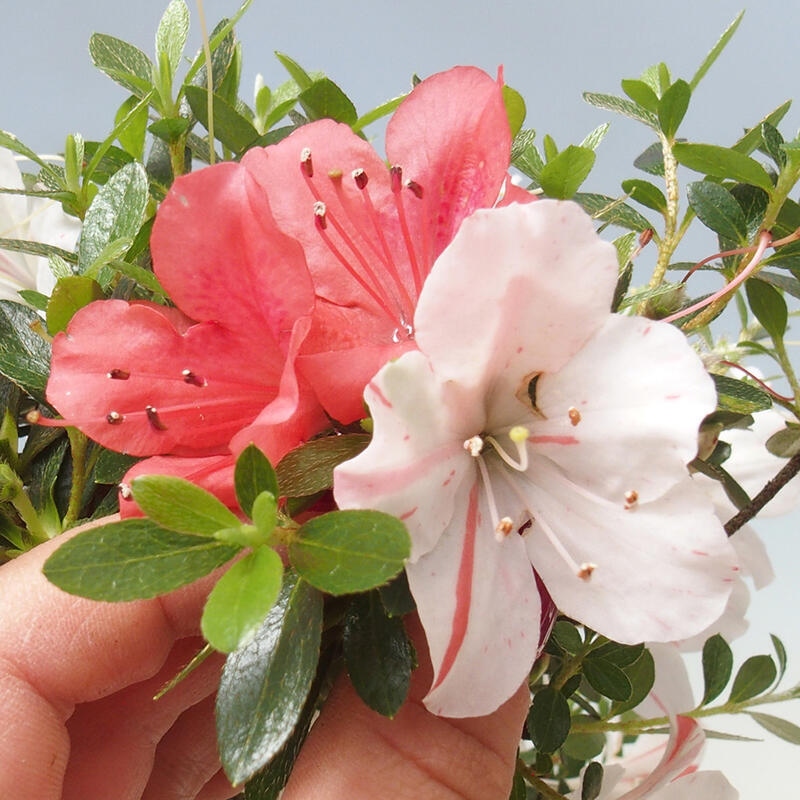 Outdoor bonsai - Japanese azalea - Azalea Kotaro
