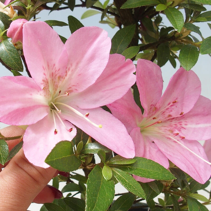 Outdoor bonsai - Japanese Azalea - Azalea Nasuno