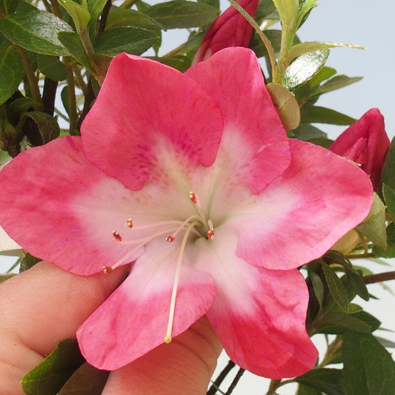 Outdoor bonsai - Japanese azalea - Azalea Rin