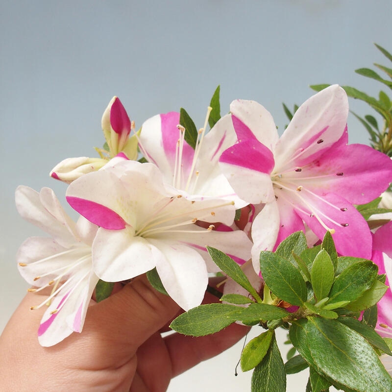 Outdoor bonsai - Japanese Azalea - Azalea Hand