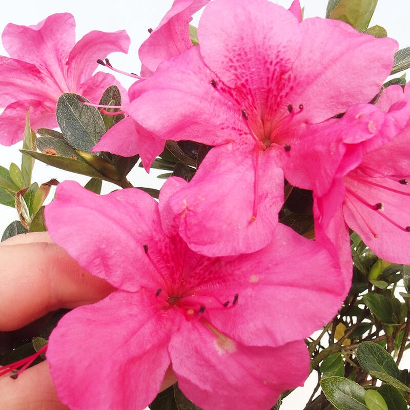 Outdoor bonsai - Japanese azalea - Azalea sp.