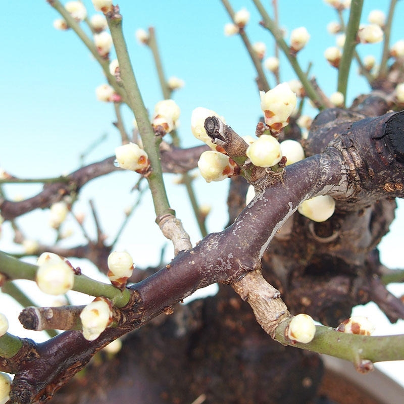 Outdoor Bonsai - Japanese Apricot - Prunus Mume