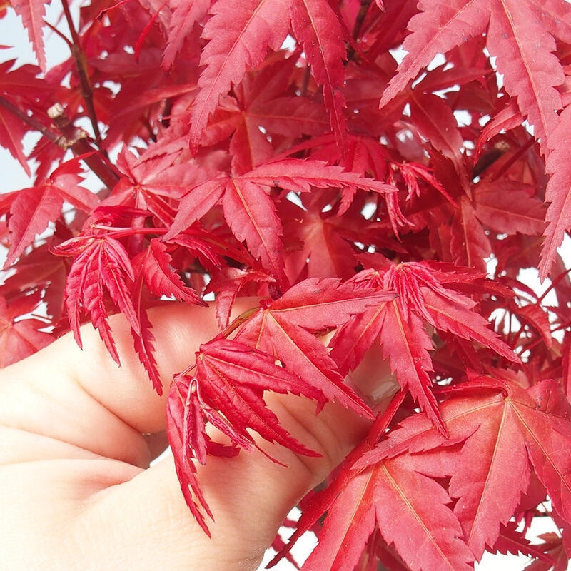 Outdoor bonsai - Acer palmatum DESHOJO