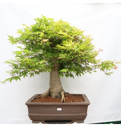 Outdoor bonsai -Javor palm Acer palmatum Shishigashira - e-bonsai.com