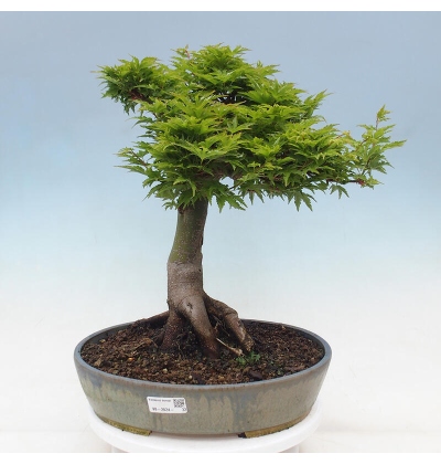bonsai gift Grow Your Own Bonsai Tree Kit Japanese Maple
