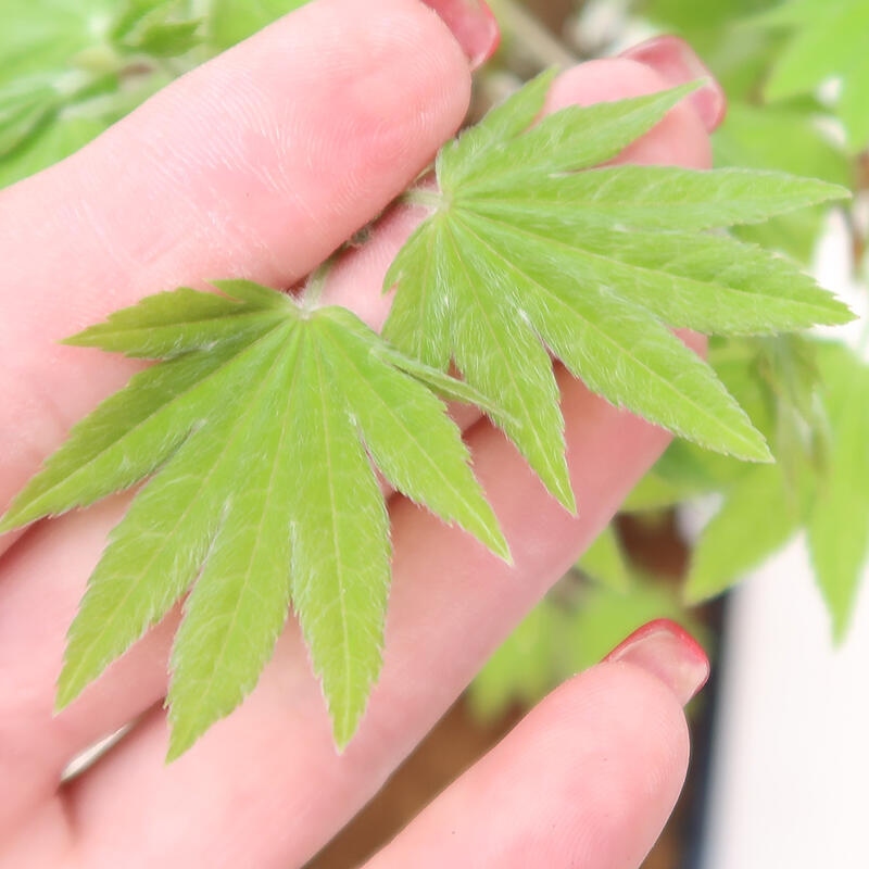 Outdoor bonsai - Maple palmatum katsura GISAN - Maple palmate