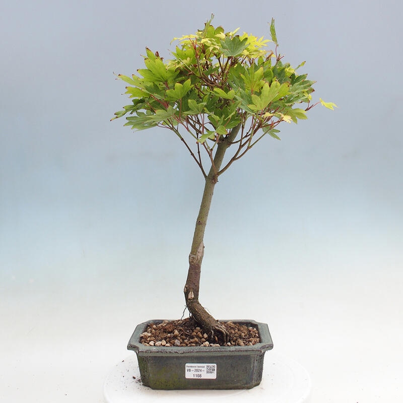 Outdoor bonsai - Maple palmatum katsura GISAN - Maple palmate