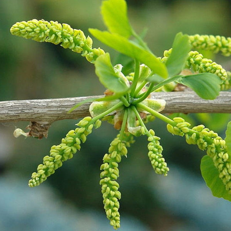 Outdoor bonsai - Ginkgo biloba