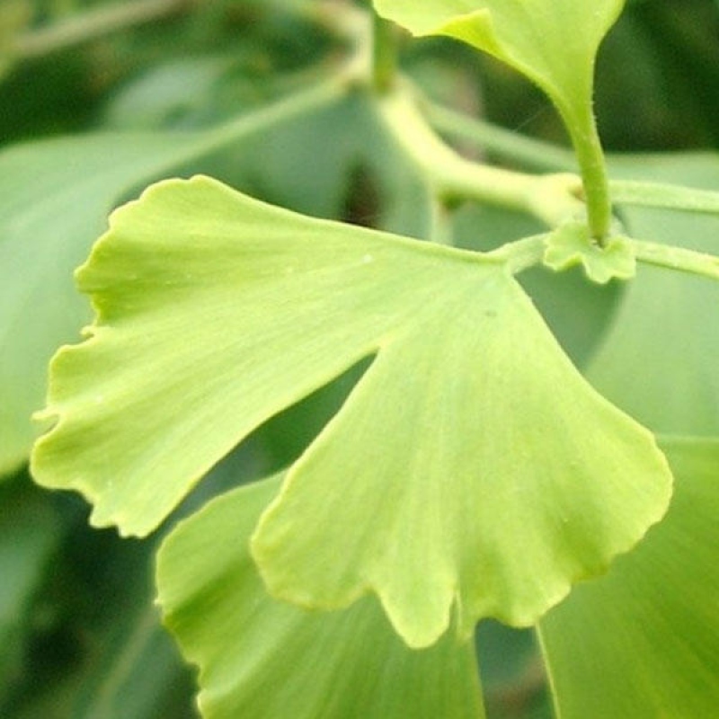 Outdoor bonsai - Ginkgo biloba