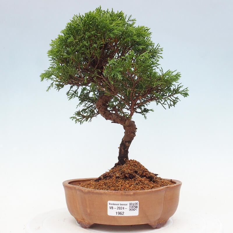 Outdoor bonsai - Juniperus chinensis Itoigawa - Chinese juniper