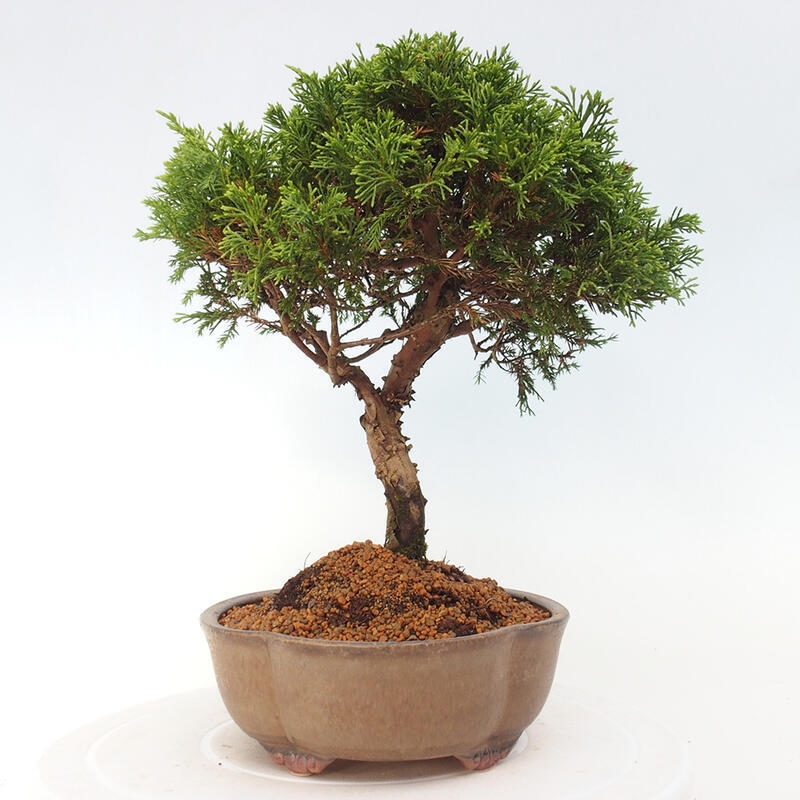 Outdoor bonsai - Juniperus chinensis Itoigawa - Chinese juniper