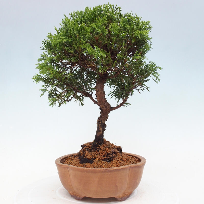 Outdoor bonsai - Juniperus chinensis Itoigawa - Chinese juniper