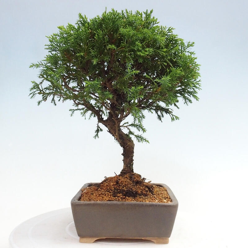 Outdoor bonsai - Juniperus chinensis Itoigawa - Chinese juniper