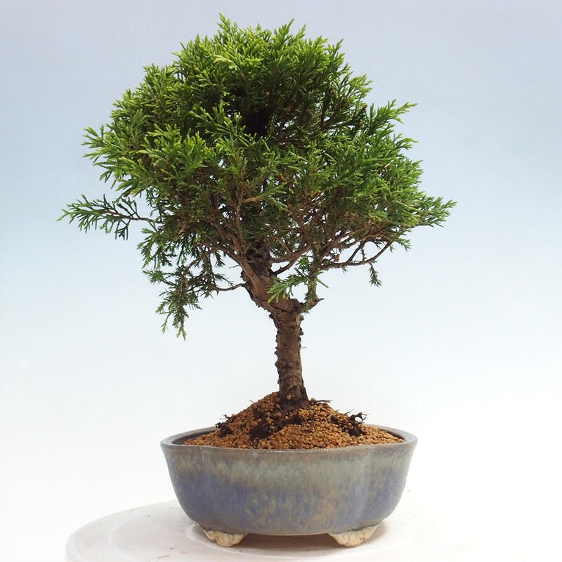 Outdoor bonsai - Juniperus chinensis Itoigawa - Chinese juniper